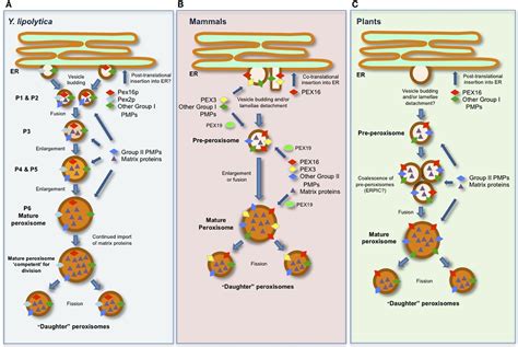 Frontiers | PEX16: a multifaceted regulator of peroxisome biogenesis | Physiology