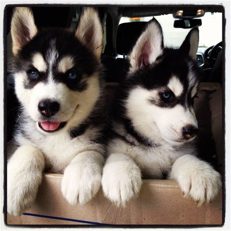 Siberian Husky Puppies | Baby animals, Cute dogs, Husky dogs