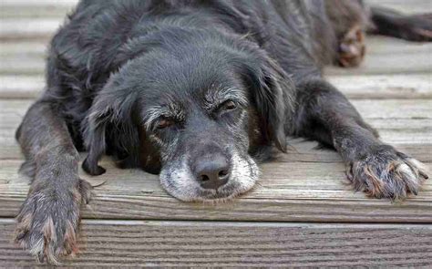 Signs And Symptoms Of Aging Dog Behavior - Puppies Diary