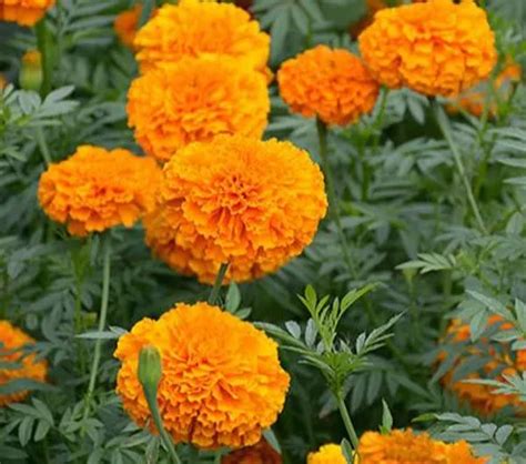 What Is Genda Flower Called In English | Best Flower Site