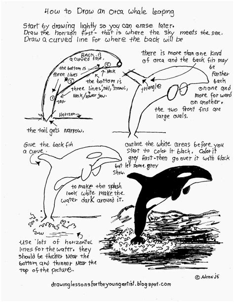 How to Draw Worksheets for The Young Artist: How To Draw A Leaping Orca Killer Whale, Free ...