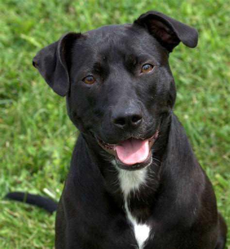 Black Lab Puppies For Adoption In Nj - Puddingtocome