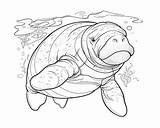 Manatee Coloring Pages sketch template