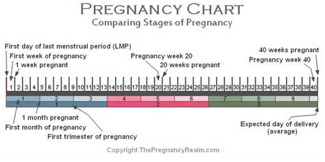 Stages of Pregnancy Chart | Weeks-Months-Trimesters