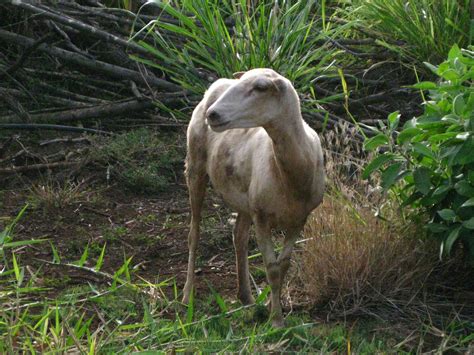 Meet Our Very First Dairy Sheep, Dorothy! - Butter Believer