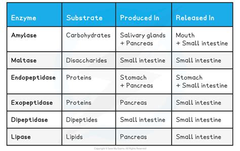 AQA A Level Biology复习笔记3.3.2 Enzymes in Digestion-翰林国际教育