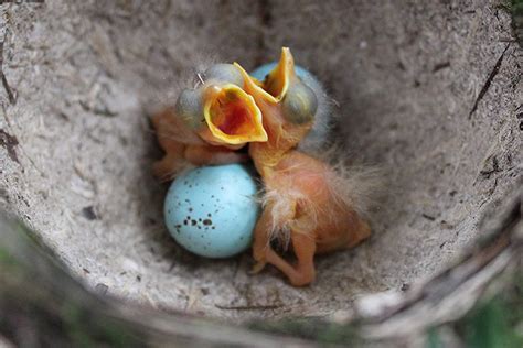 12 Things You Didn't Know About Baby Birds