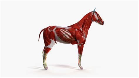 3D skin horse anatomy - TurboSquid 1449331