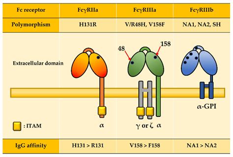 IJMS | Free Full-Text | Fc Receptor Variants and Disease: A Crucial ...