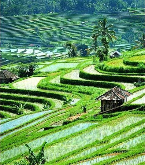 Ubud, Bali, Indonesia | #holidayspots4u | Bali travel, Bali, Ubud