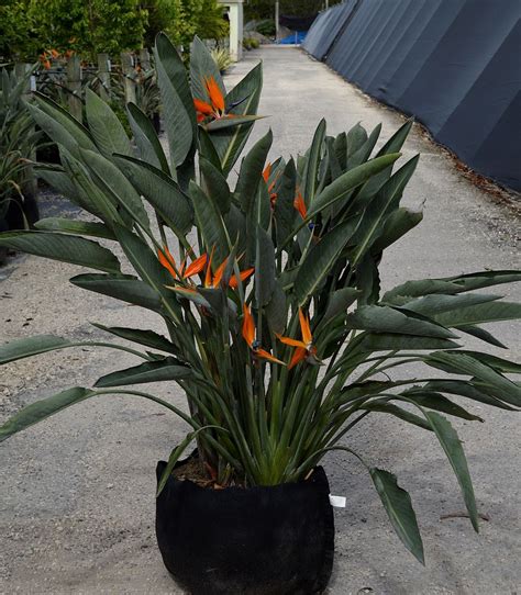 Strelitzia reginae, Bird of Paradise – Orange | PlantVine