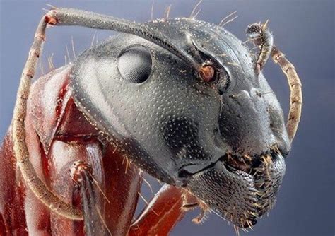 17 Best images about Insect face on Pinterest | Welding goggles, Jumping spider and Aliens