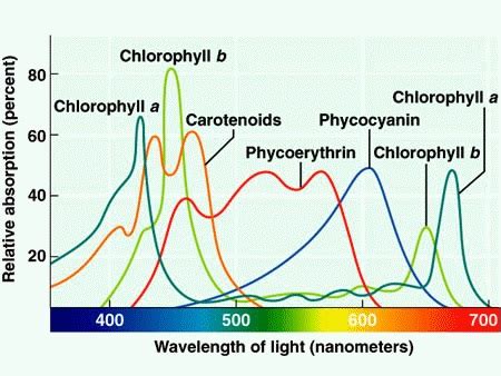 Photosynthesis: Equation, Steps, Process, Diagram