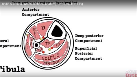 Cross Sectional Anatomy of Proximal third of Leg — OrthopaedicPrinciples.com