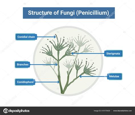 Conidia