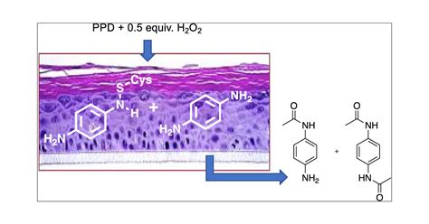 Synthesis and In Situ Behavior of 1,4- and 2,5-(13C) Isotopomers of p-Phenylenediamine in ...