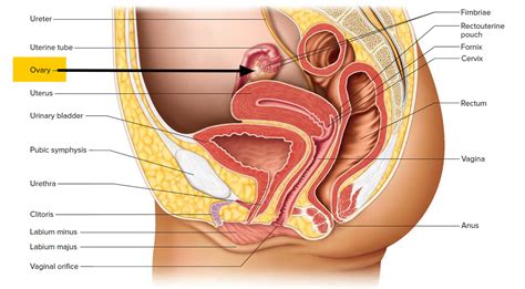 Ovaries - Function, Location, Hormones Produced. What control it?