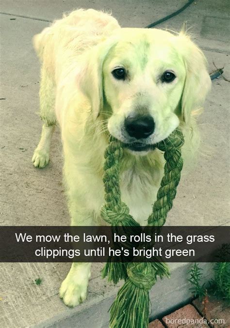 We Mow The Lawn, He Rolls In The Grass Clippings Until He's Bright ...