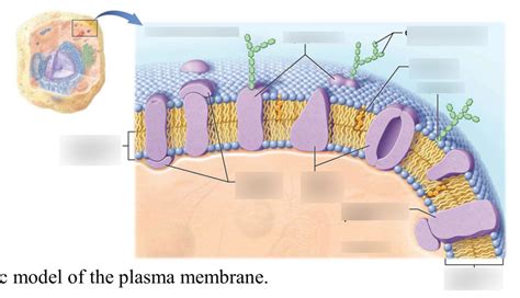 Fluid Mosaic Model of the Plasma Membrane Diagram | Quizlet