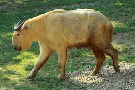 Takin: Resilient Himalayan Ungulate with Unique Adaptations