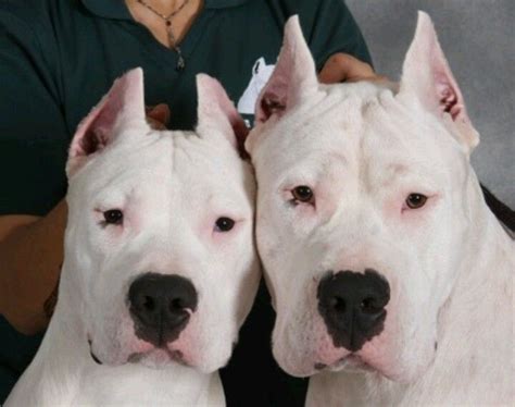 Dogo Argentino aka Argentinian Mastiff | Dog breeds, Dog argentino, Dogs