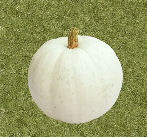 White Pumpkins