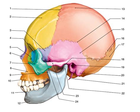 Solved: Axial Skeletona. Label the diagram of the skull, anteri ...