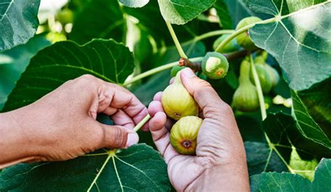 How To Grow Figs: Planting Fig Trees At Home - EmbraceGardening