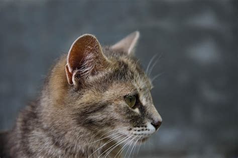 Premium Photo | Domestic cat head in profile on a gray background ...