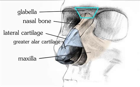 Stan Prokopenko | How to Draw a Nose - Anatomy and Structure | Nose drawing, Anatomy bones ...