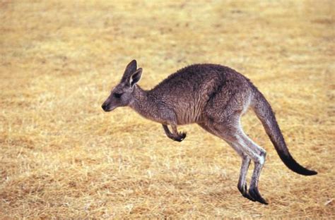 450+ Running Kangaroo Stock Photos, Pictures & Royalty-Free Images - iStock