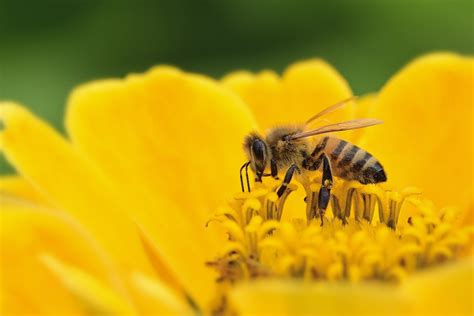 Bee Gardening – Healing and living better through gardening