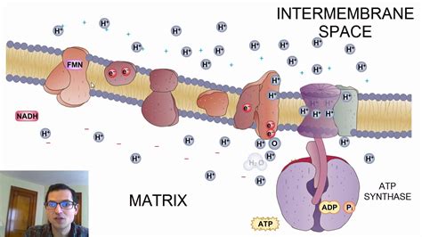 Generating the Proton Gradient: The Electron Transport Chain (Cellular Energetics #2) - YouTube