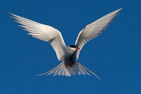 The Arctic Tern - extreme migration from pole to pole