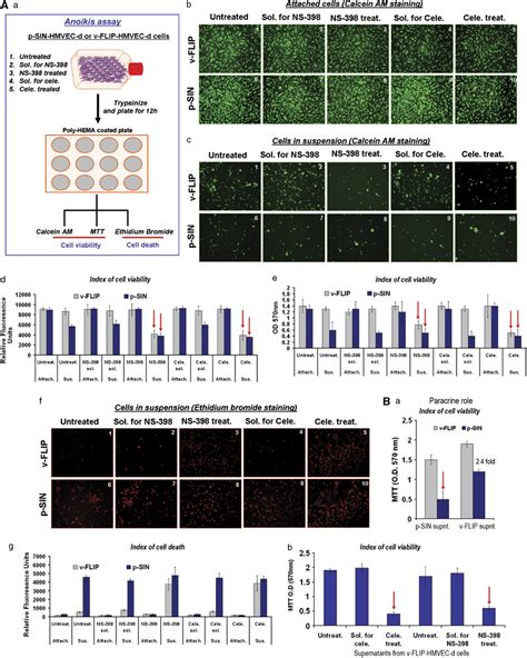 A) Effect of COX-2 inhibition on v-FLIP-mediated anoikis resistance.... | Download Scientific ...