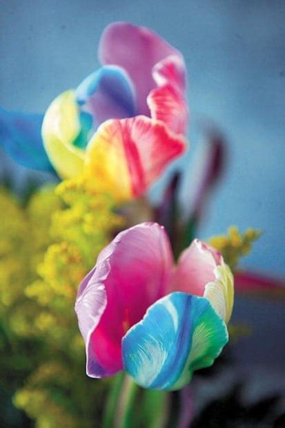 Rainbow tulips splash color in bouquets | Mason City & North Iowa | globegazette.com