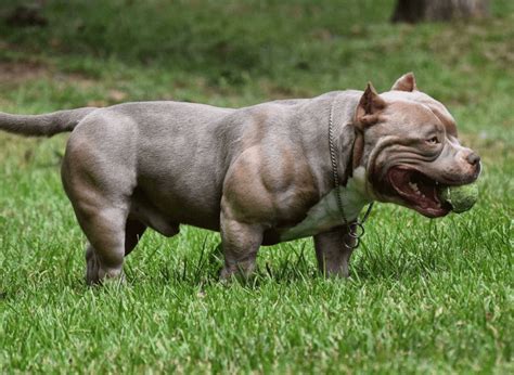 American Bully Pocket - Temperamento, características, comportamiento