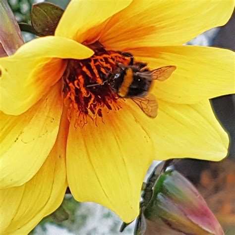 The amazing fluffy bees from Eguisheim, in Alcase, France, are feating on an abundance of nectar ...