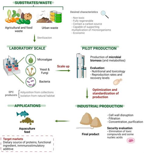 Single Cell Protein (SCP): Microbes, Production, Uses