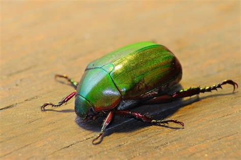 Emerald Beetle | Flickr - Photo Sharing!