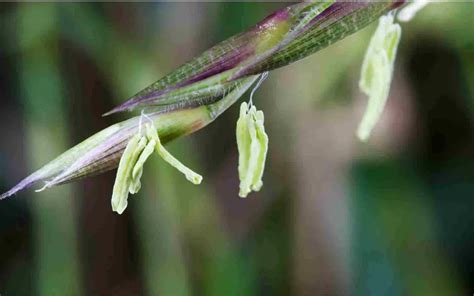 Bamboo Flowering: A botanical phenomenon - Bambu Batu