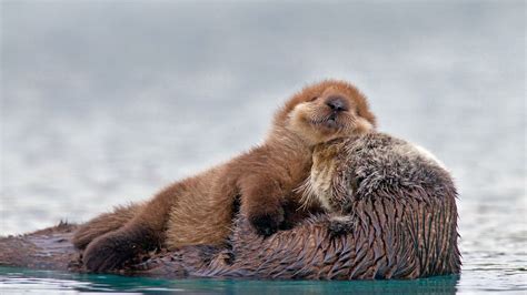 Adorable Otter Pup HD Wallpaper