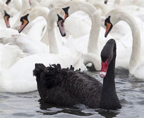 COVID-19: a Black Swan event - The Negotiator