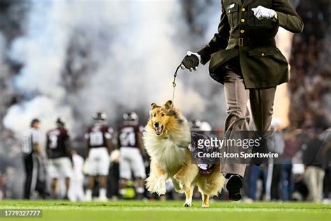 Aggie Mascot Reveille X leads the Aggies onto the field before the... News Photo - Getty Images