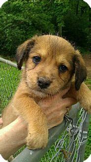 Dogs for Adoption - Sandi paws rescue