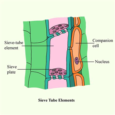 Which is wrong about sieve tube elements(a)Peripheral cytoplasm and large vacuole(b)Perforated ...