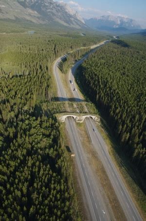 Banff bears use Trans-Canada wildlife crossings to find mates; wildlife ...