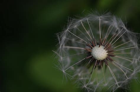Close Up Photography of White Dandelion Seed · Free Stock Photo