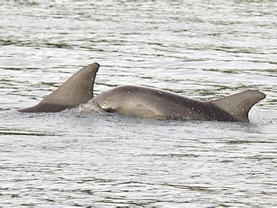 Indo-Pacific Bottlenose Dolphin -Tursiops aduncus