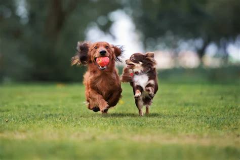 Happy dogs Stock Photos, Royalty Free Happy dogs Images | Depositphotos